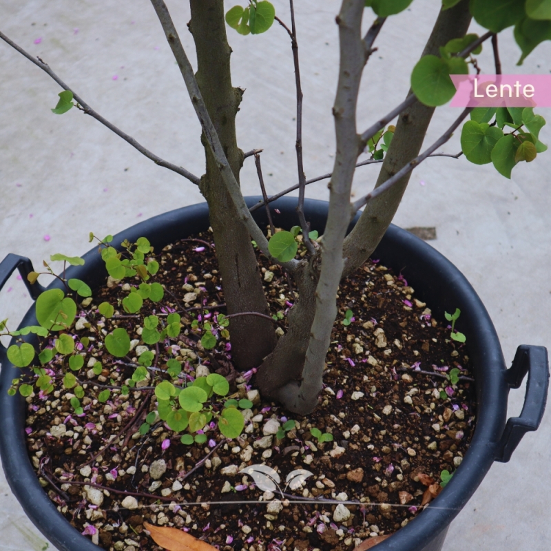 Judasboom - Cercis siliquastrum - meerstammig | Gardline