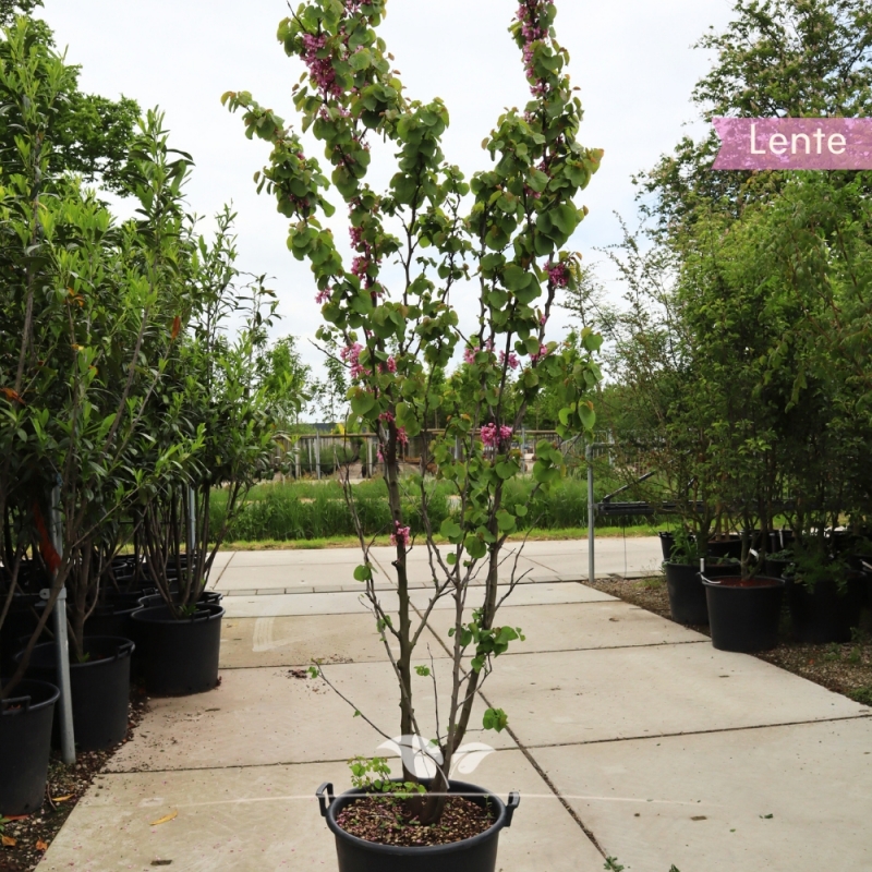 Judasboom - Cercis siliquastrum - meerstammig | Gardline
