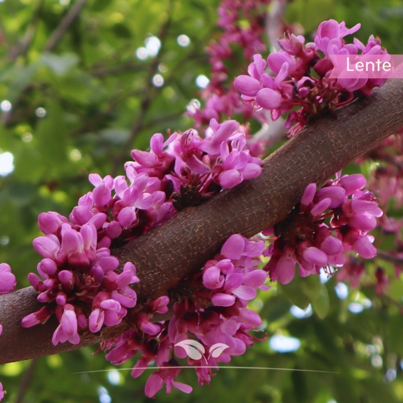 Judasboom - Cercis siliquastrum - meerstammig | Gardline