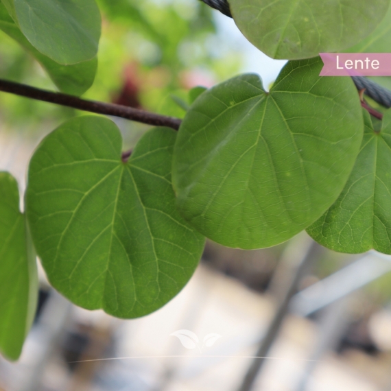 Cercis siliquastrum | Gardline