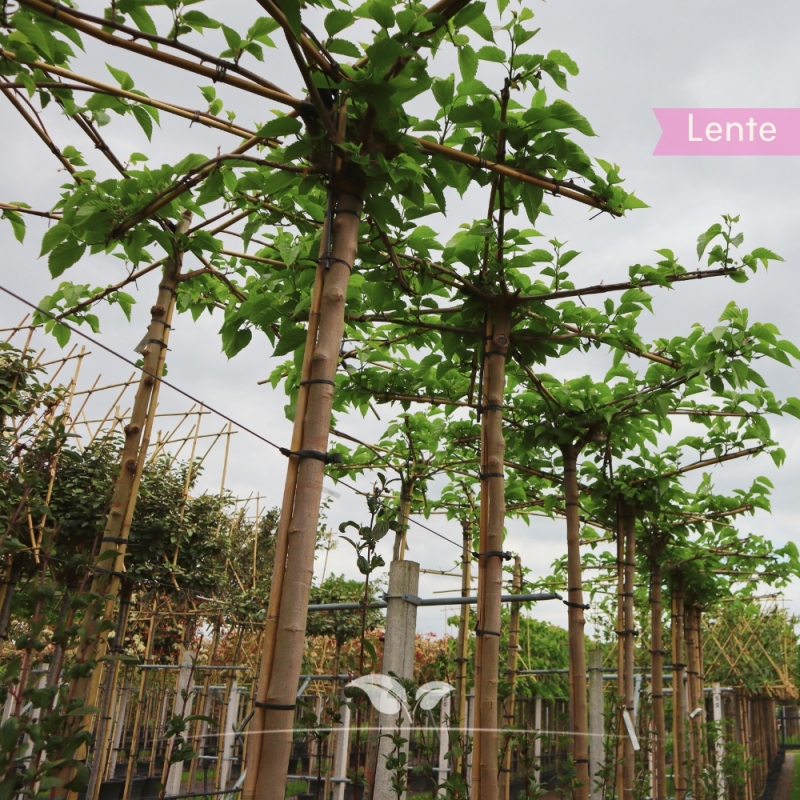 Witte Moerbei Fruitless - Morus alba Fruitless - Dakboom | Gardline