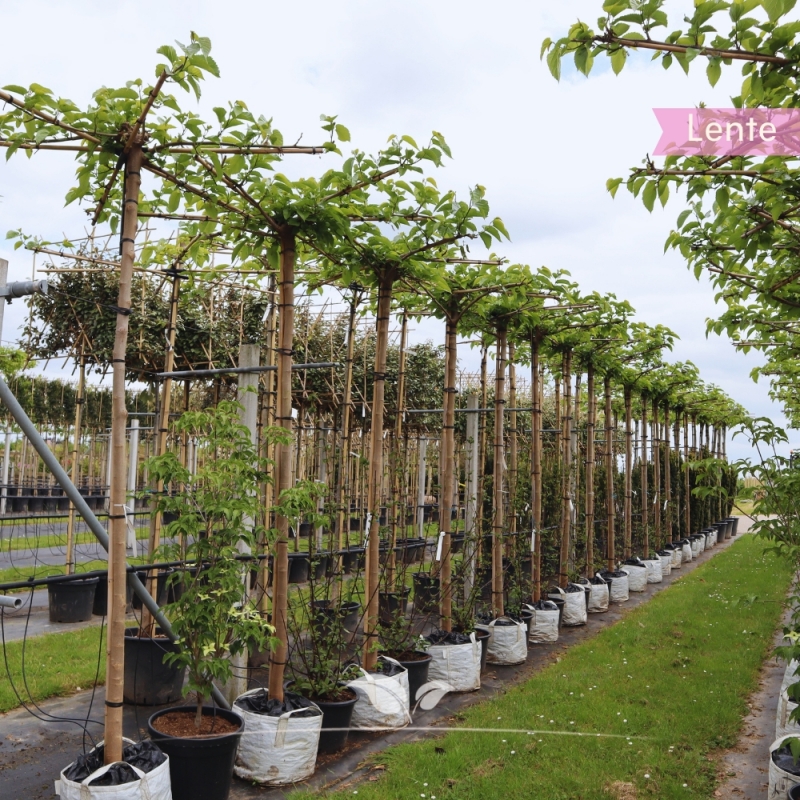 Witte Moerbei Fruitless - Morus alba Fruitless - Dakboom | Gardline