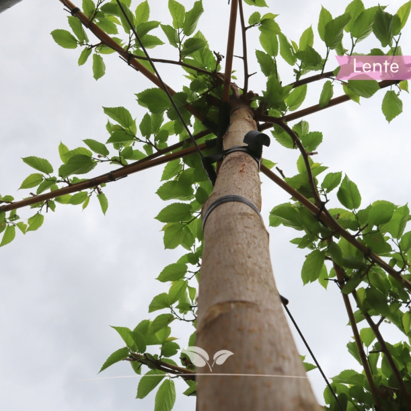 Witte Moerbei Fruitless - Morus alba Fruitless - Dakboom | Gardline