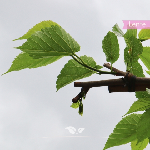 Morus alba Fruitless | Gardline