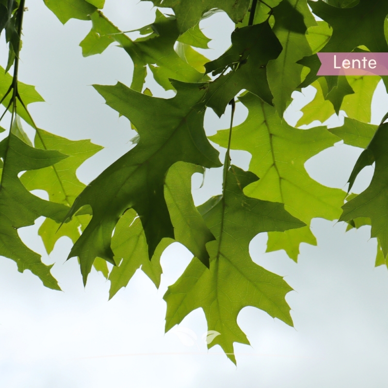 Quercus palustris | Gardline