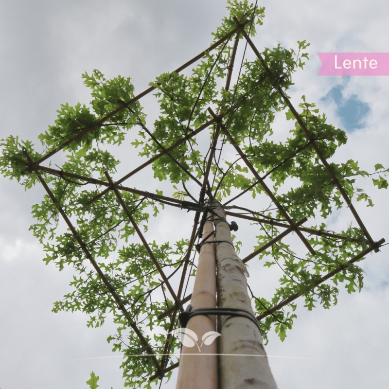 Moeraseik - Quercus palustris - Dakboom | Gardline