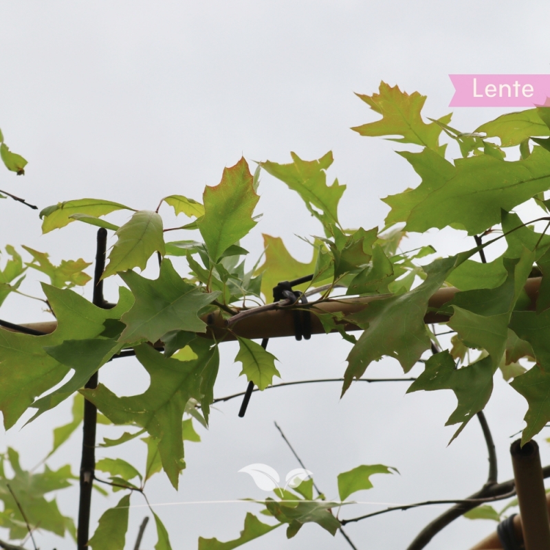 Moeraseik - Quercus palustris - Dakboom | Gardline