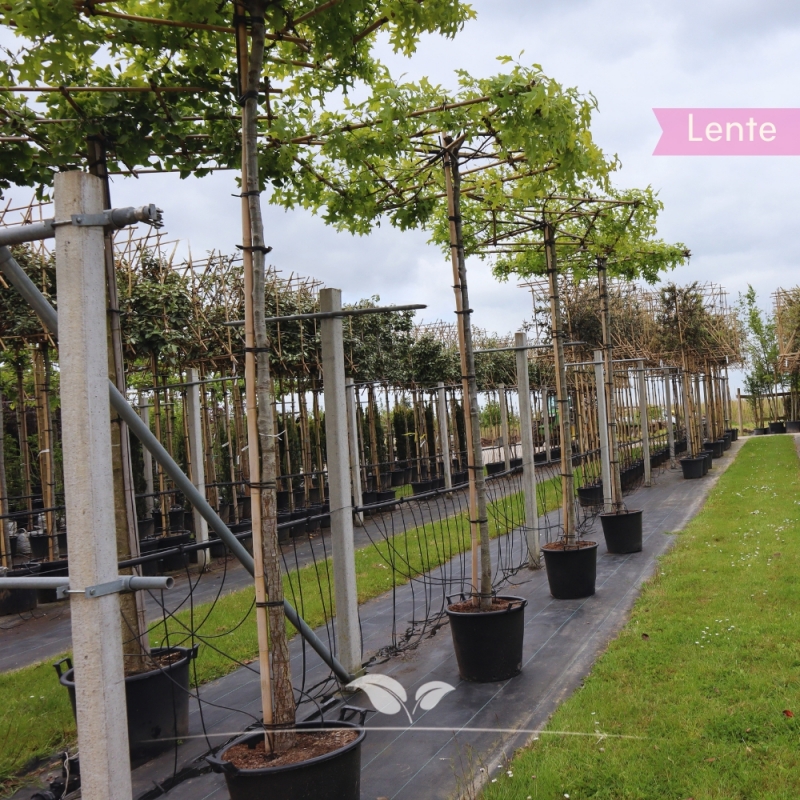 Moeraseik - Quercus palustris - Dakboom | Gardline