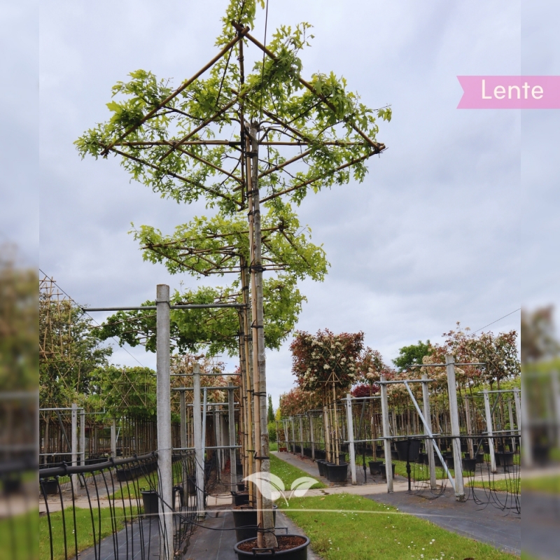 Moeraseik - Quercus palustris - Dakboom | Gardline