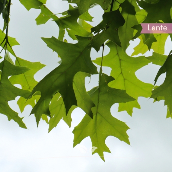 Quercus palustris | Gardline