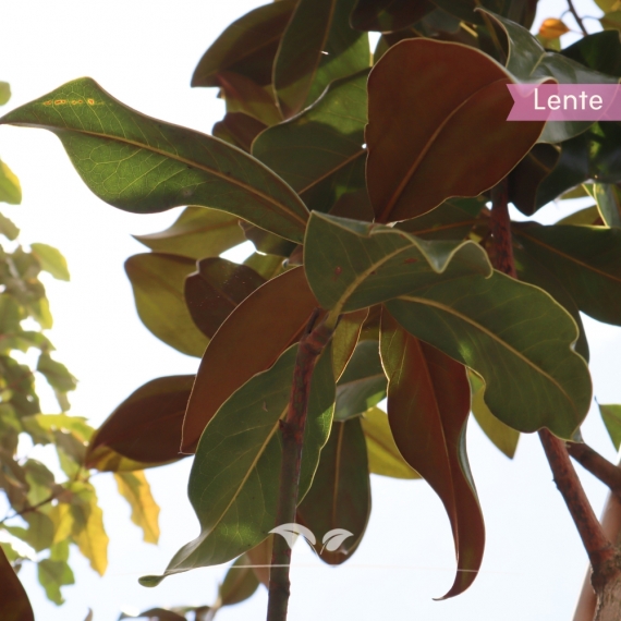 Magnolia grandiflora | Gardline