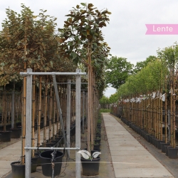 Magnolia grandiflora 200-250 cm | Gardline