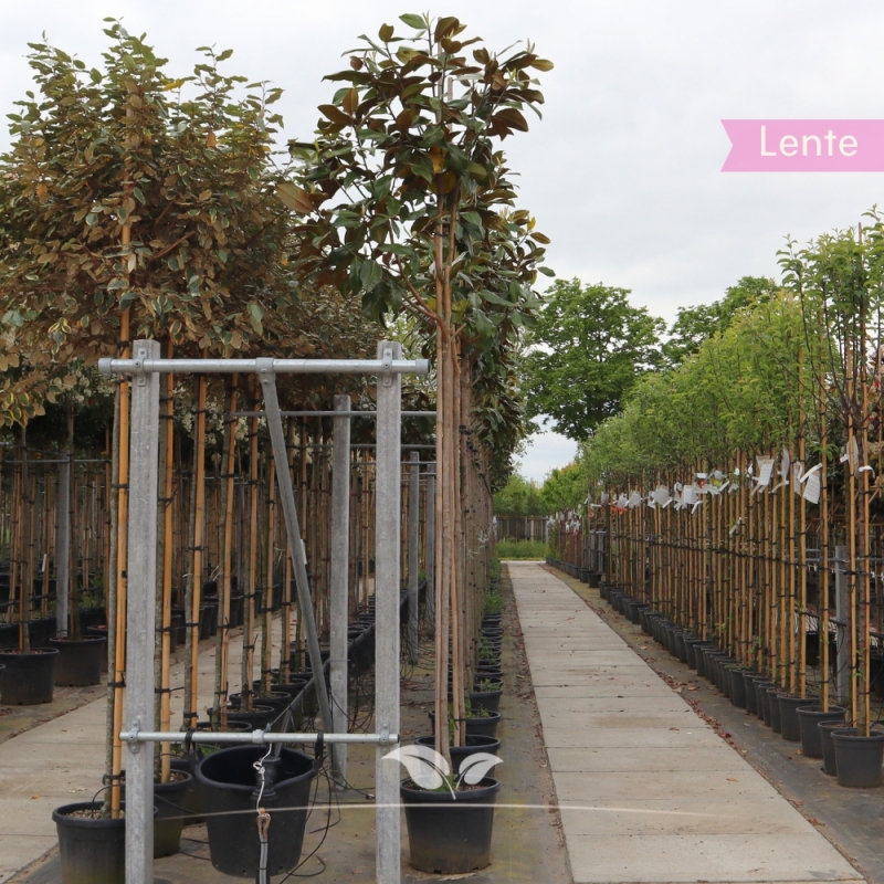 Groenblijvende Magnolia - Beverboom - Valse Tulpenboom - Magnolia grandiflora | Gardline