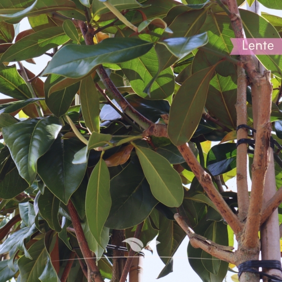 Magnolia grandiflora | Gardline