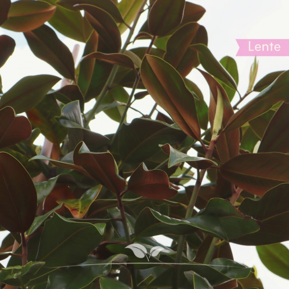 Magnolia grandiflora | Gardline