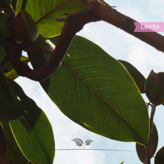 Magnolia grandiflora | Gardline