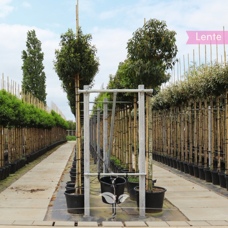 Portugese Laurier - Portugese Laurierkers - Laurier Angustifolia - Prunus lusitanica Angustifolia | Gardline