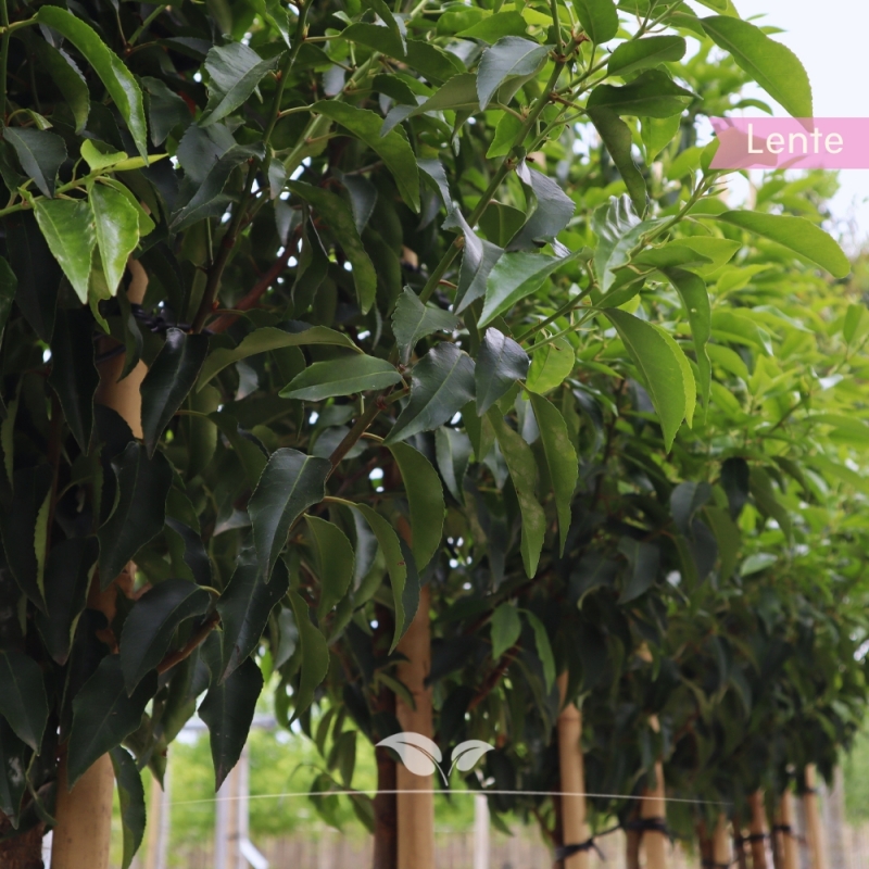 Portugese Laurier - Portugese Laurierkers - Laurier Angustifolia - Prunus lusitanica Angustifolia | Gardline