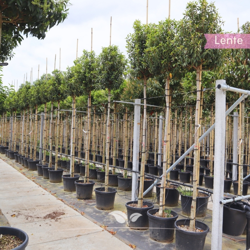 Portugese Laurier - Portugese Laurierkers - Laurier Angustifolia - Prunus lusitanica Angustifolia | Gardline