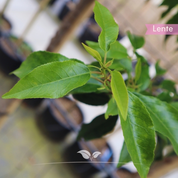 Prunus lusitanica Angustifolia | Gardline