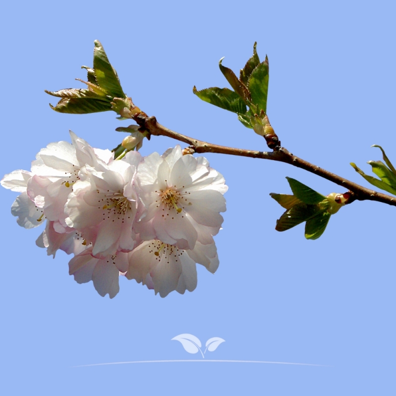 Sierkers - Sierkers Accolade - Prunus Accolade - Dakboom | Gardline