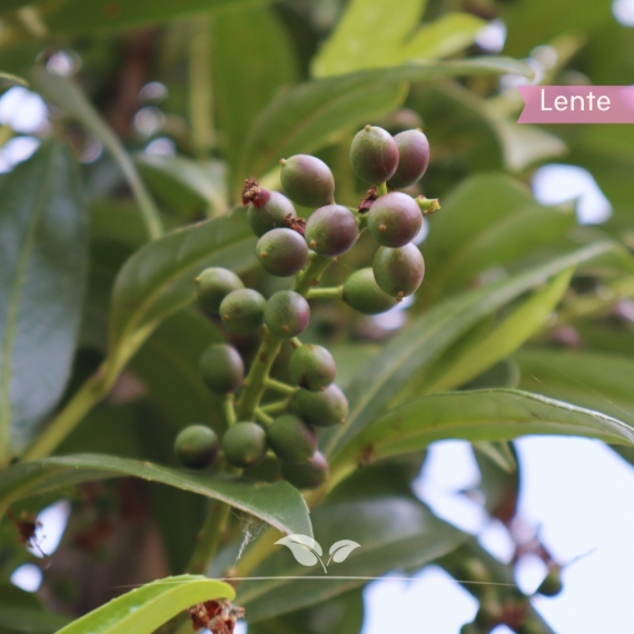 Prunus laurocerasus Caucasica | Gardline