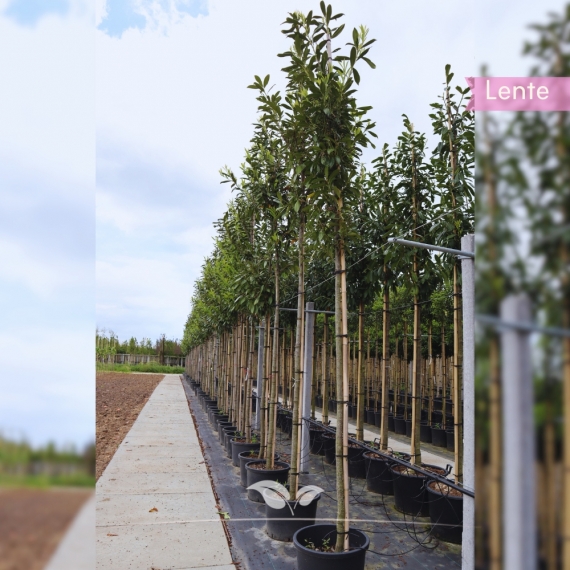 Laurierboom 'Caucasica' 300-350 cm | Gardline