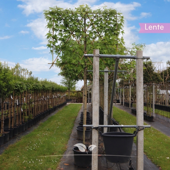 Leiamberboom | Liquidambar styraciflua 'Worplesdon' | Gardline