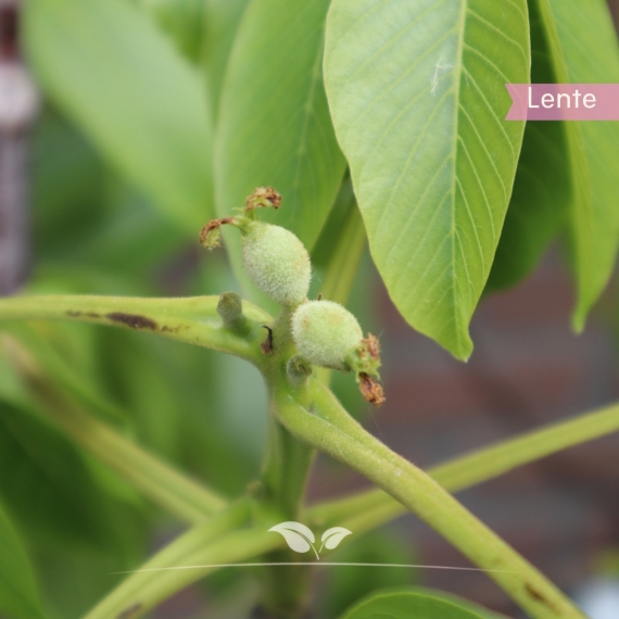 Juglans regia Buccaneer