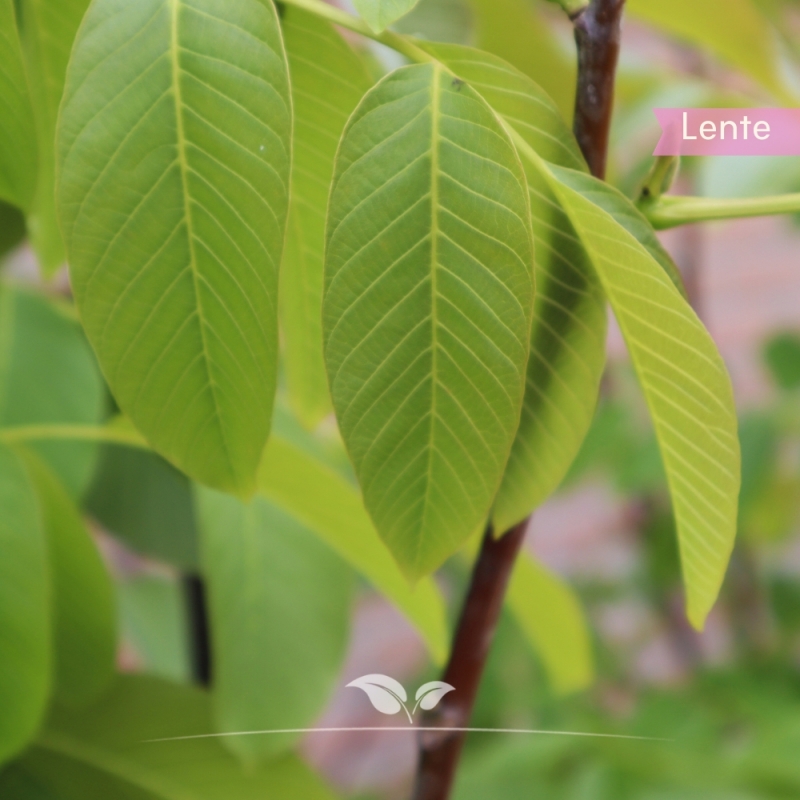 Walnotenboom Buccaneer - Walnoot Buccaneer - Okkernoot Buccaneer - Juglans regia Buccaneer | Gardline