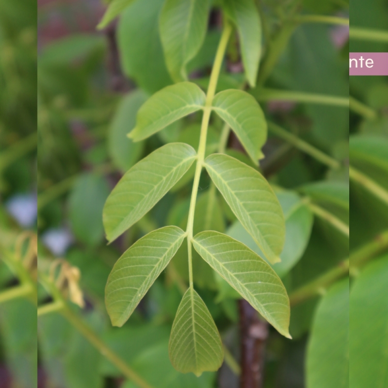 Walnotenboom Buccaneer - Walnoot Buccaneer - Okkernoot Buccaneer - Juglans regia Buccaneer | Gardline