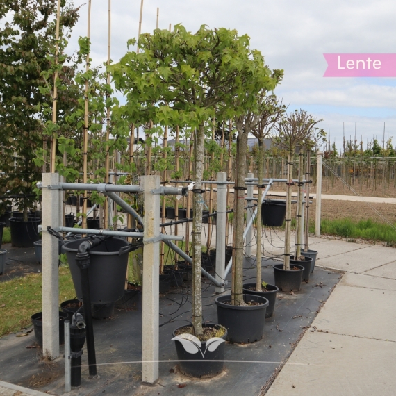 Liquidambar Gum Ball | Gardline