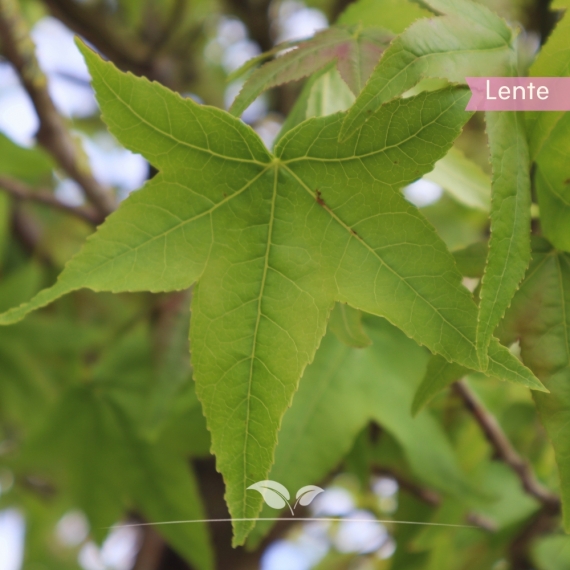 Liquidambar Gum Ball | Gardline