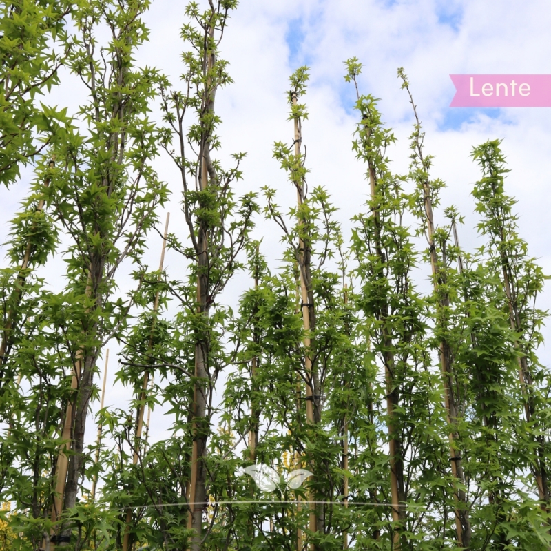 Zuilamberboom Slender Silhouette - Liquidambar styraciflua Slender Silhouette | Gardline