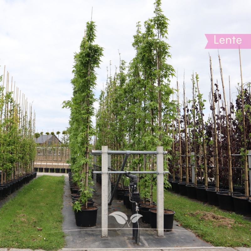 Zuilamberboom Slender Silhouette - Liquidambar styraciflua Slender Silhouette | Gardline
