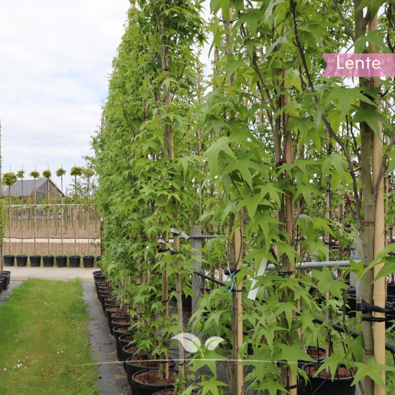Zuilamberboom Slender Silhouette - Liquidambar styraciflua Slender Silhouette | Gardline