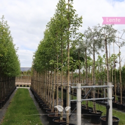 Pyrus calleryana Chanticleer | Gardline