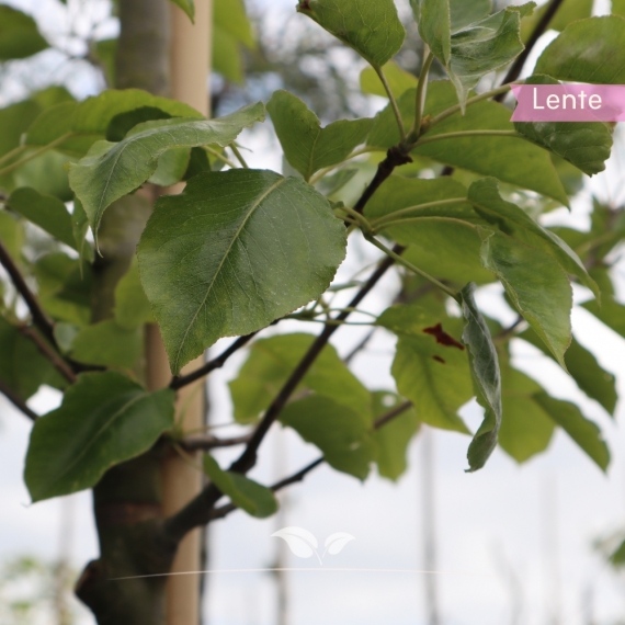 Pyrus calleryana Chanticleer | Gardline