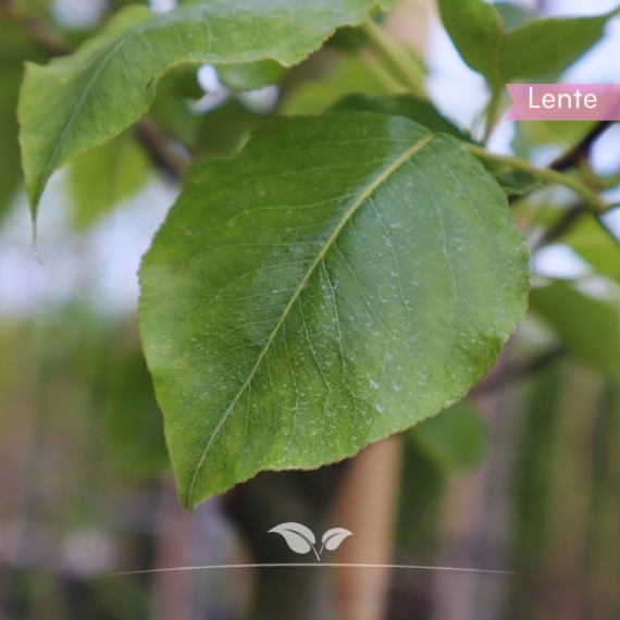 Pyrus calleryana Chanticleer | Gardline