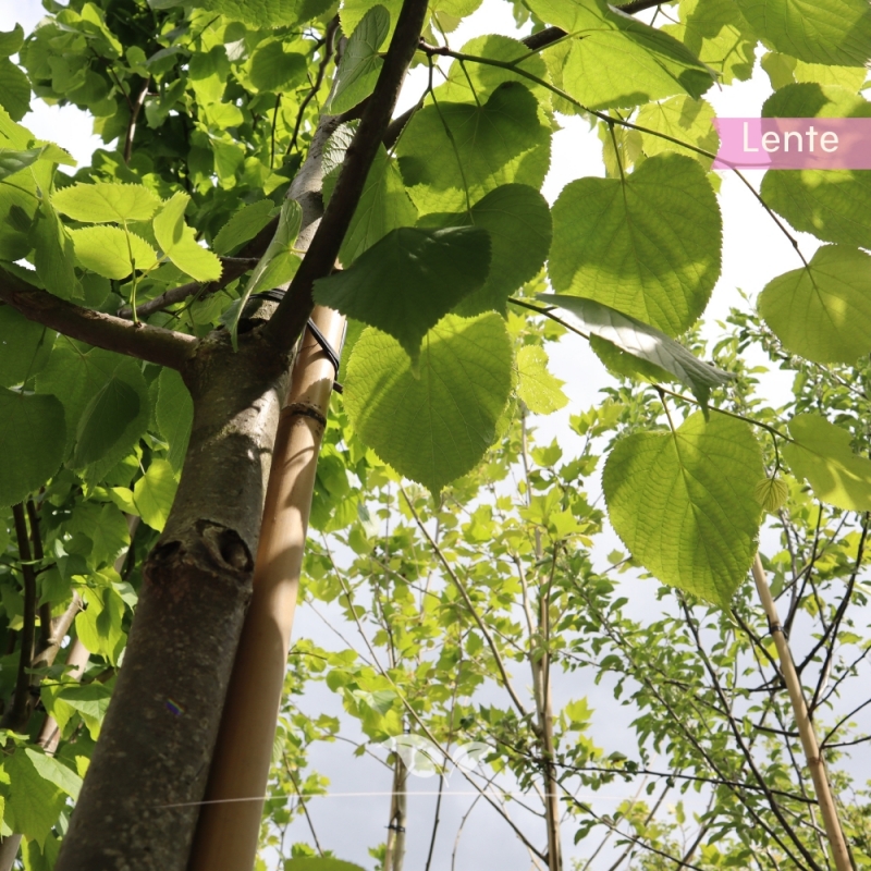 Koningslinde Pallida - Tilia europaea Pallida | Gardline