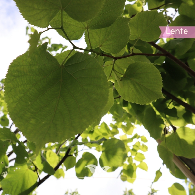 Koningslinde Pallida - Tilia europaea Pallida | Gardline