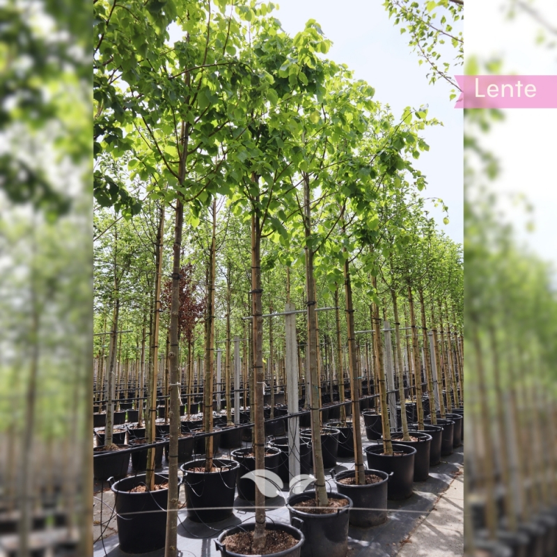 Koningslinde Pallida - Tilia europaea Pallida | Gardline