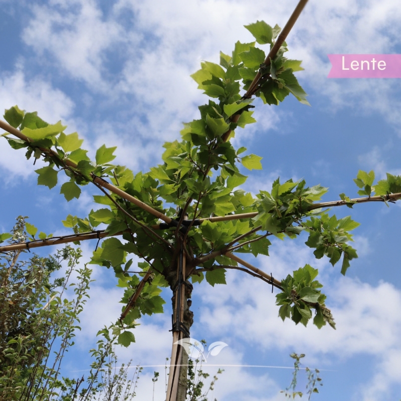 Gewone Plataan - Plataan - Platanus (acerifolia) Hispanica - Dakboom | Gardline