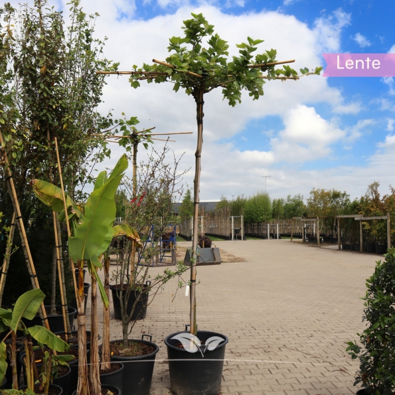Gewone Plataan - Plataan - Platanus (acerifolia) Hispanica - Dakboom | Gardline