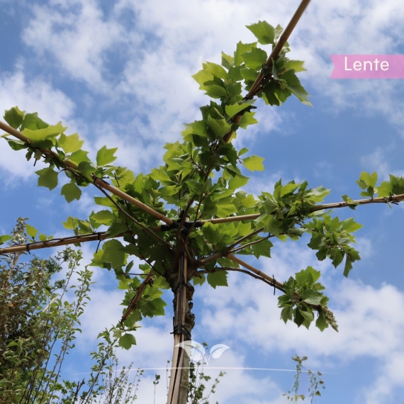 Platanus hispanica | Gardline