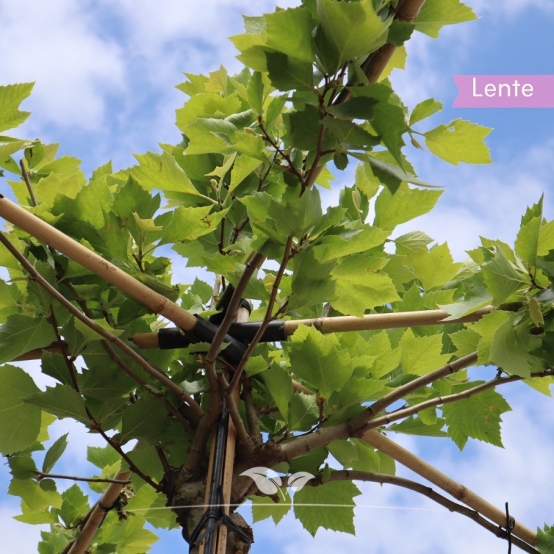 Gewone Plataan - Plataan - Platanus (acerifolia) Hispanica - Dakboom | Gardline