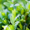 Buxus sempervirens 100-125 cm | Haagplant | Gardline