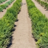 Buxus sempervirens 100-125 cm | Haagplant | Gardline
