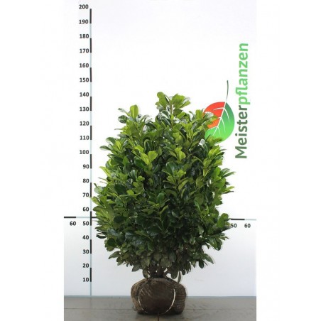 Laurier Prunus Etna 80-100 cm | Gardline Boomkwekerijen