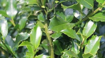 Hulst Blue Maid online kopen - Ilex haag | Gardline